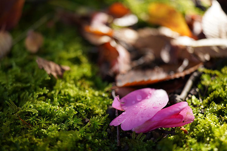 苔の上に落ちる椿の花びらの画像