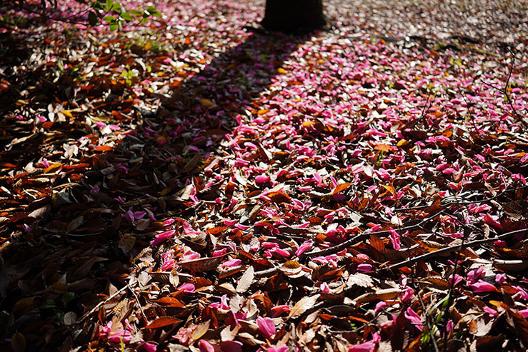椿の花びらと落ち葉が敷き詰められた画像