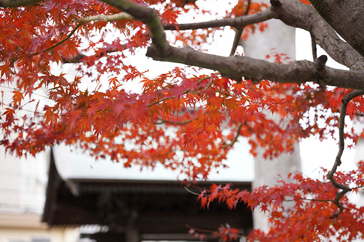 紅葉の画像