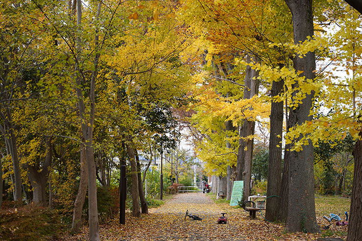 紅葉の並木道の画像