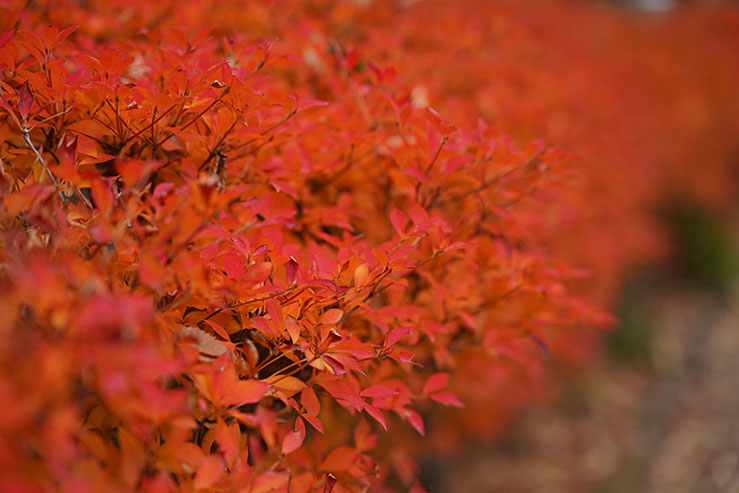 紅葉の画像