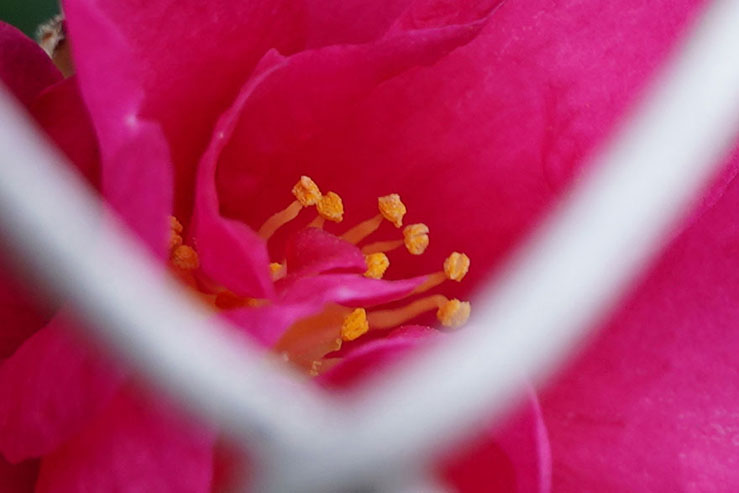 椿の花の拡大画像
