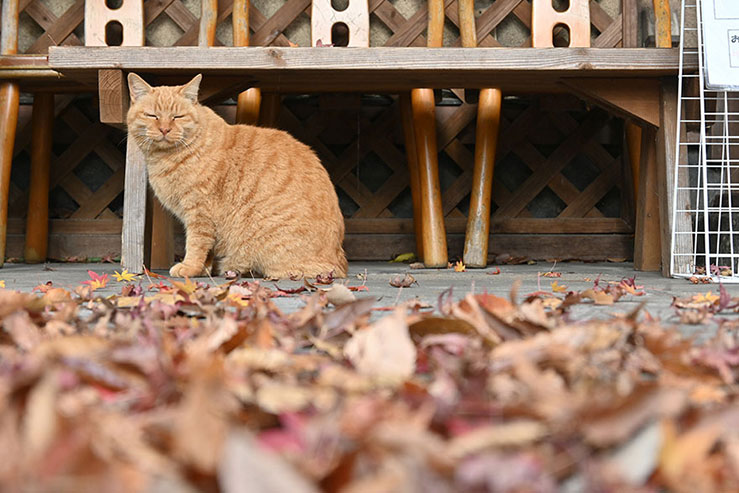 猫の画像