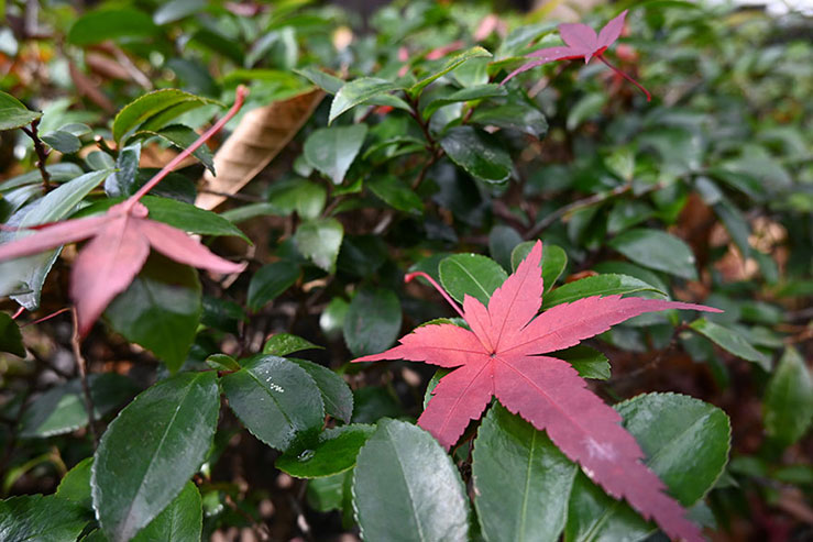 紅葉の画像