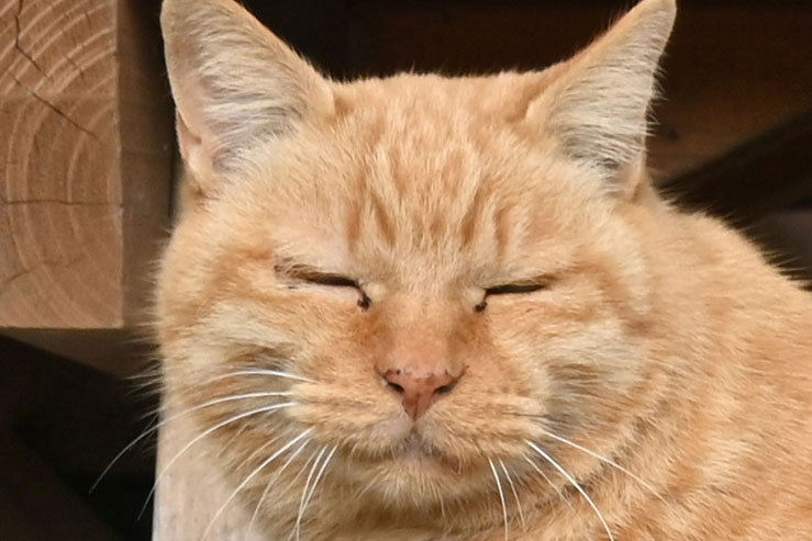 猫の拡大画像