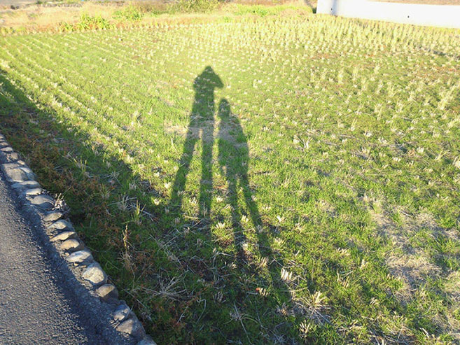 田んぼに伸びる親子の影の画像