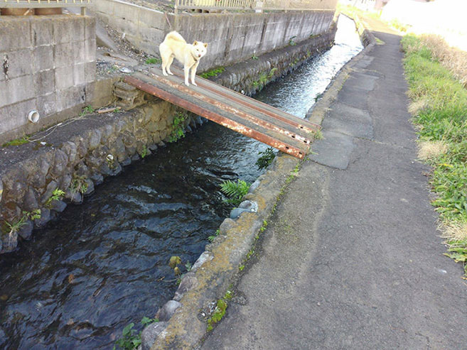 小さな川の上にある橋に犬がいる画像