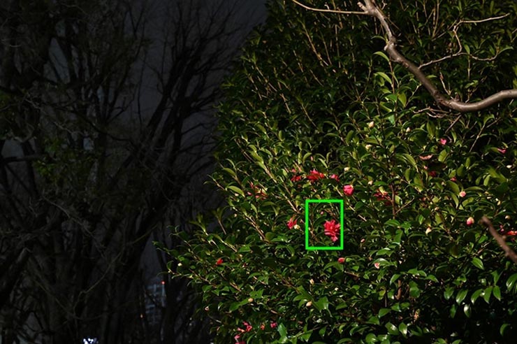 Z6で撮影した花の画像