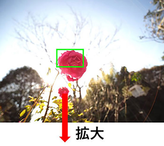 ピンクのバラの画像