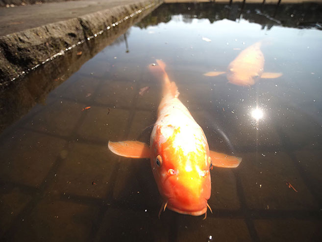 池の鯉の画像