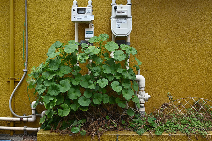 黄色い壁と植物の画像