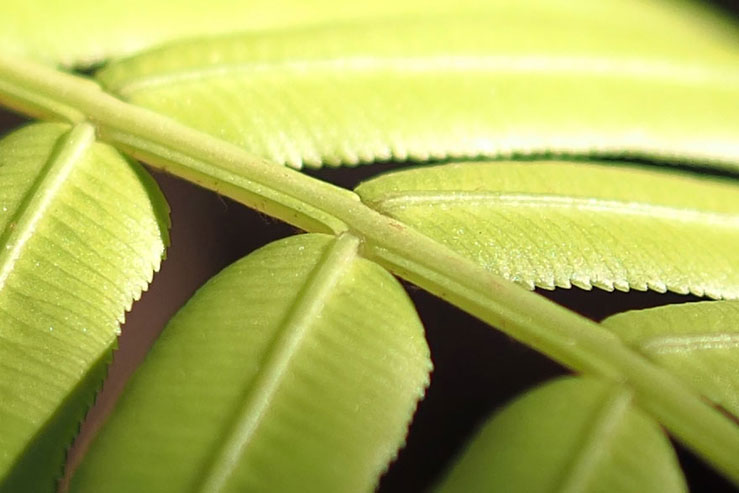 植物の葉っぱの画像