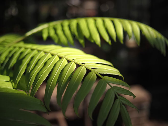 植物の画像