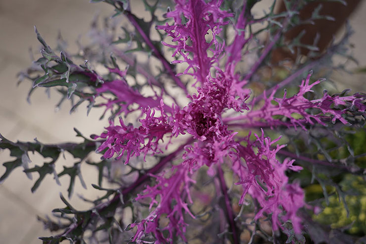 鉢植えの草の画像