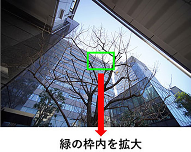 ビル街の木の画像