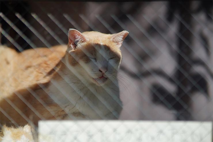 SONY α7RIVとKenkoTokina Tokina atx-m 85mm F1.8 FEを組み合わせて撮影した猫の画像