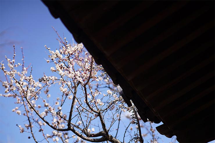 SONY α7RIVとKenkoTokina Tokina atx-m 85mm F1.8 FEを組み合わせて撮影した桜の画像