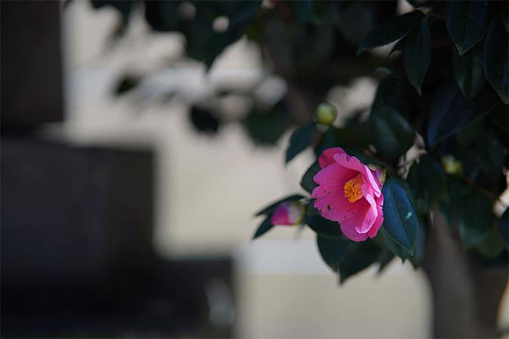 SONY α7RIVとKenkoTokina Tokina atx-m 85mm F1.8 FEを組み合わせて撮影した椿の画像