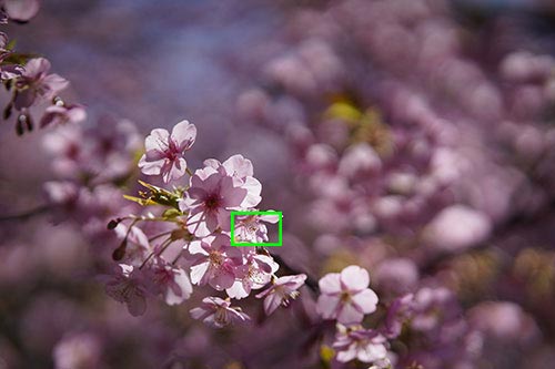 SONY α7RIVとKenkoTokina Tokina atx-m 85mm F1.8 FEを組み合わせて撮影した桜の画像