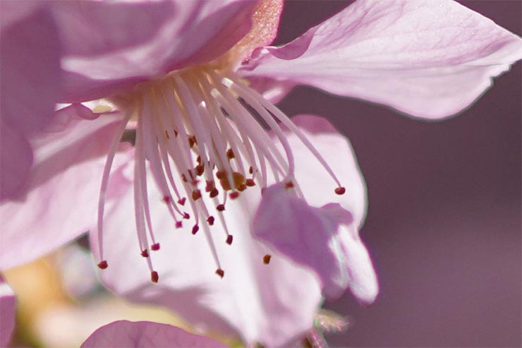 SONY α7RIVとKenkoTokina Tokina atx-m 85mm F1.8 FEを組み合わせて撮影した桜の拡大画像