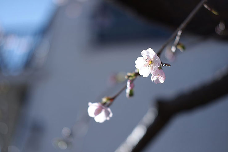 梅の花の画像
