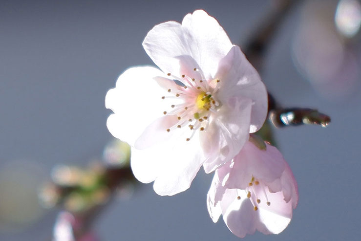 梅の花の拡大画像