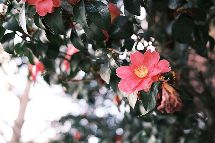 椿の花の画像