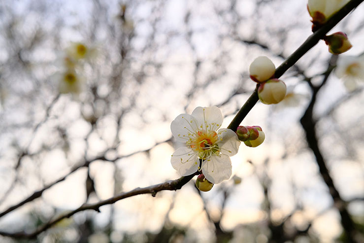 梅の花の画像