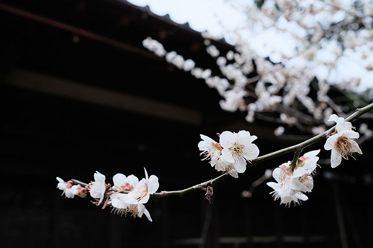 梅の花の画像