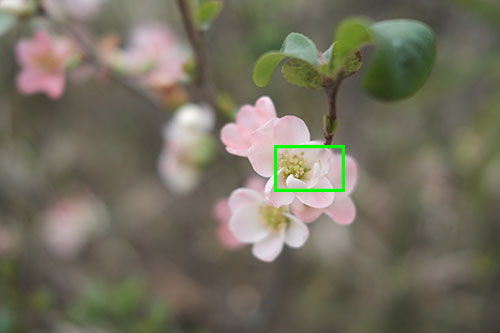 ピンクの花の画像
