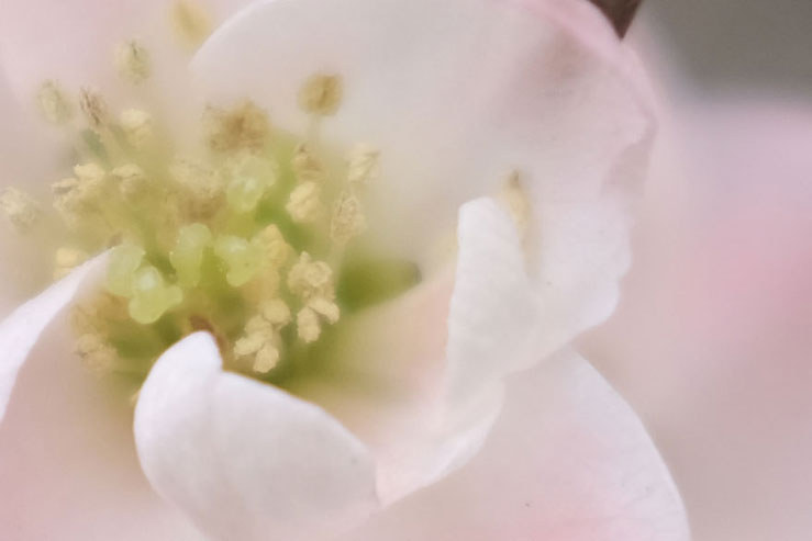ピンクの花の拡大画像