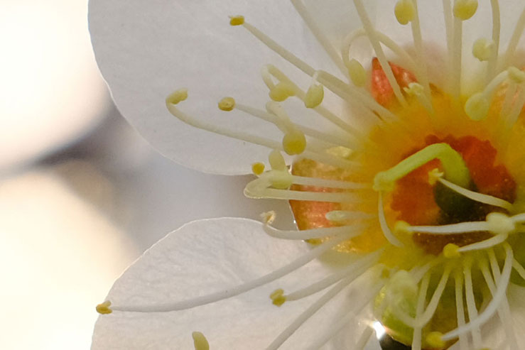 梅の花の拡大画像