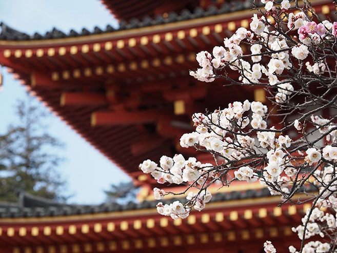 満開を迎えた梅の花の画像
