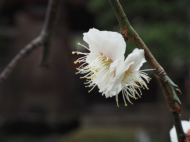 梅の花の画像