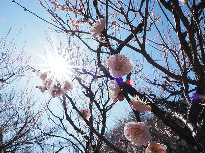 輝く太陽と梅の花の画像