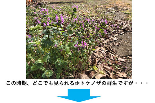 中一光学 APO 85mm F2.8 SUPER MACRO 1-5X 実写レビュー 中一光学 APO 85mm F2.8 SUPER MACRO 1-5X 実写レビュー