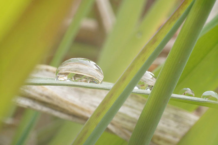中一光学 APO 85mm F2.8 SUPER MACRO 1-5X 実写レビュー 中一光学 APO 85mm F2.8 SUPER MACRO 1-5X 実写レビュー