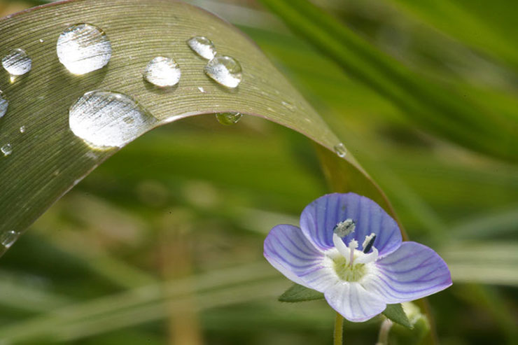 中一光学 APO 85mm F2.8 SUPER MACRO 1-5X 実写レビュー 中一光学 APO 85mm F2.8 SUPER MACRO 1-5X 実写レビュー