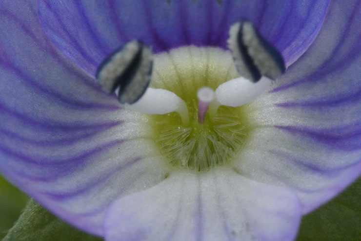 中一光学 APO 85mm F2.8 SUPER MACRO 1-5X 実写レビュー 中一光学 APO 85mm F2.8 SUPER MACRO 1-5X 実写レビュー