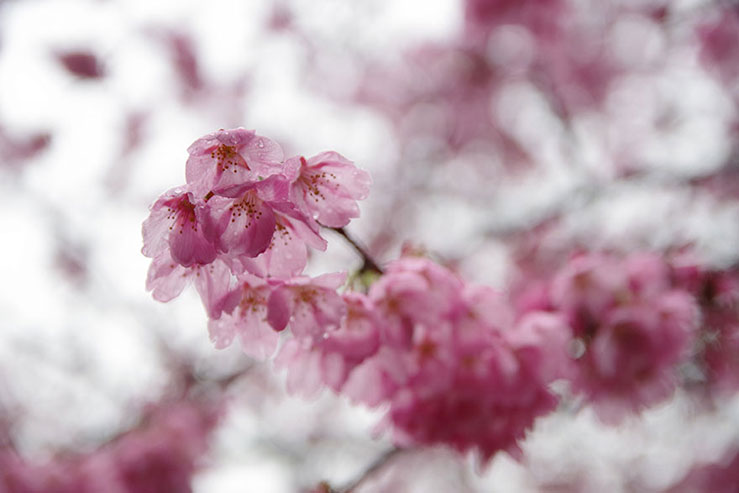 濡れた桜の花の画像