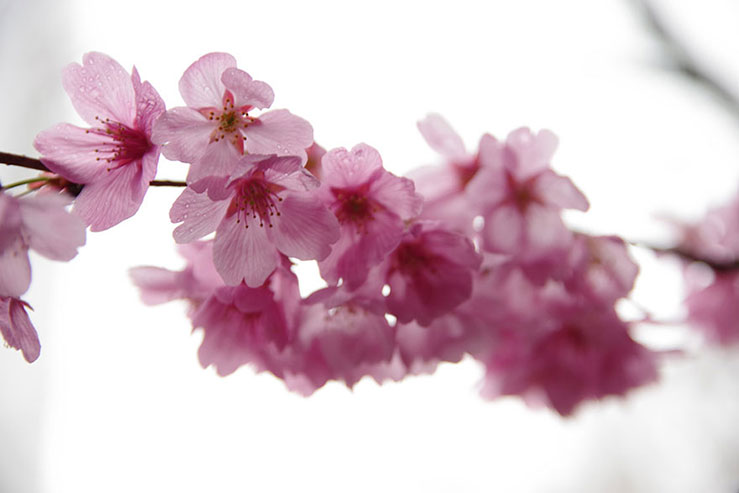 濡れた桜の花の画像