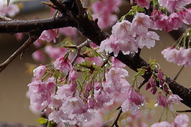 濡れた桜の花の拡大画像