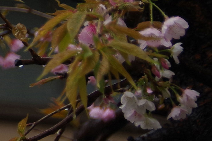 濡れた桜の花の拡大画像