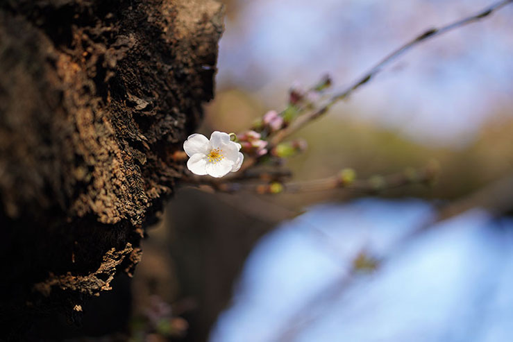 一輪咲いた桜の画像