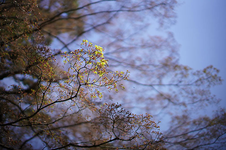 公園の新芽の画像
