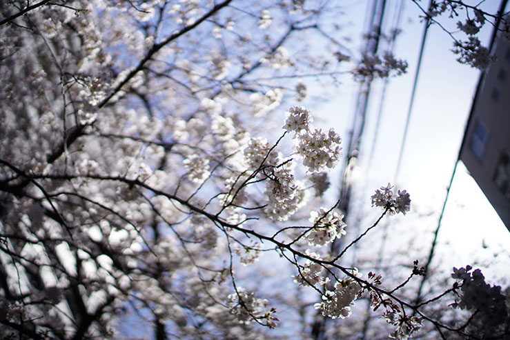 桜の画像