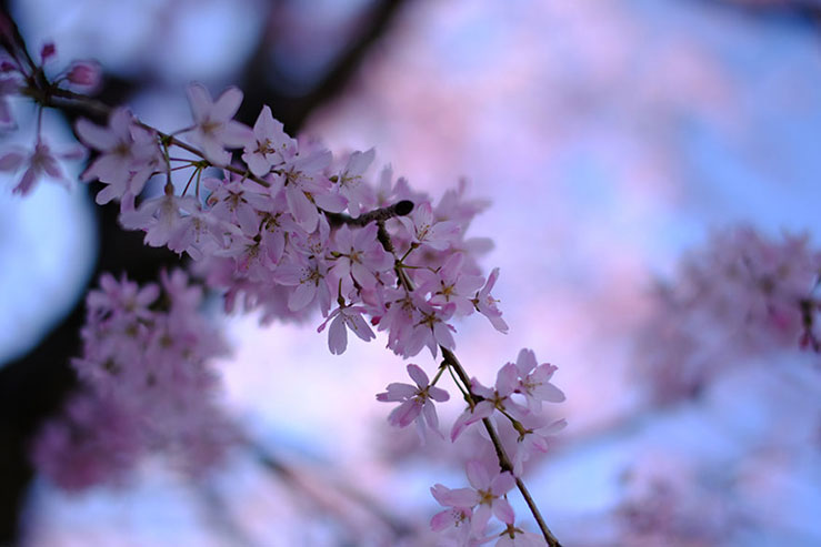 桜の画像