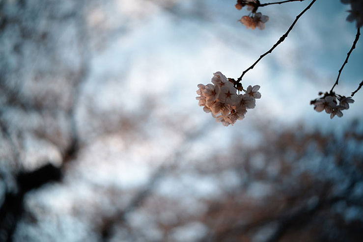 夕日に照らされる桜の画像