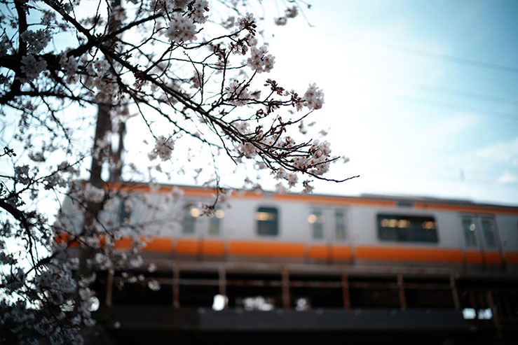 走行中の中央線を背景にした桜の画像