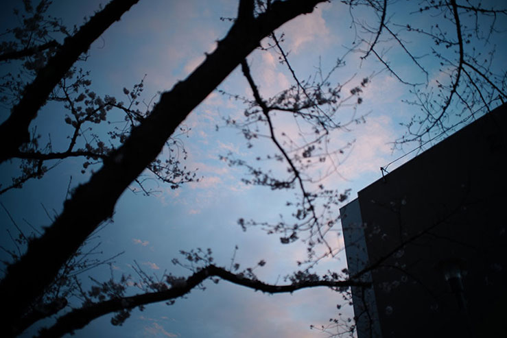 桜の逆光画像